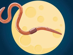Purnama Worm Moon 7 Maret, Kenapa Disebut Bulan Cacing