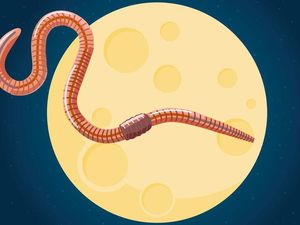 Purnama Worm Moon 7 Maret, Kenapa Disebut Bulan Cacing Purnama Worm Moon 7 Maret, Kenapa Disebut Bulan Cacing