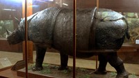 Harta Karun Berumur 131 Tahun di Museum Zoologi Bogor