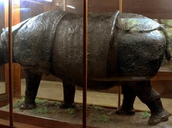 Harta Karun Berumur 131 Tahun di Museum Zoologi Bogor