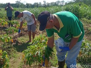 Hama Uret Makin Mengganas di Klaten, Pemprov Jateng Turun Tangan