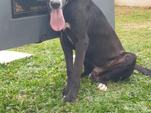 Beruntung Sekali, Bisa Berkeliling di Unit K9 Polda Metro Jaya yang Modern!