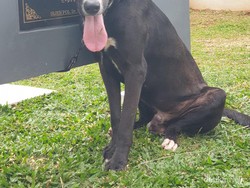 Beruntung Sekali, Bisa Berkeliling di Unit K9 Polda Metro Jaya yang Modern!