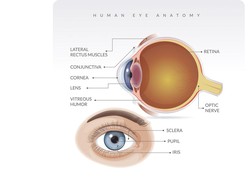 Mata Kita Terbuat dari Apa? Ini Faktanya