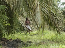 Tradisi Pernikahan Suku Anak Dalam, Minta Restu Paman Bukan Orang Tua