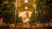 Melihat Produksi Ganja Medis Badan Pertahanan Italia