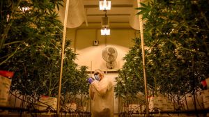 Melihat Produksi Ganja Medis Badan Pertahanan Italia