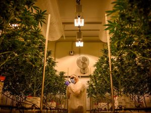 Melihat Produksi Ganja Medis Badan Pertahanan Italia