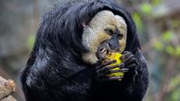 Mengenal Saki, Spesies Monyet Berwajah Putih