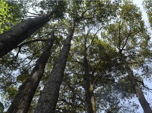 Geronggang, Penyelamat Lingkungan Berpotensi Cuan Geronggang, Penyelamat Lingkungan Berpotensi Cuan