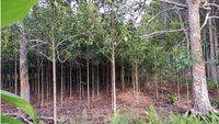 5 Potret Geronggang, Penyelamat Lingkungan Berpotensi Cuan