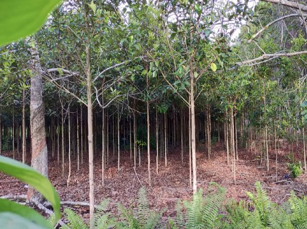 5 Potret Geronggang, Penyelamat Lingkungan Berpotensi Cuan