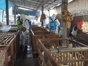 Pasar-Pelabuhan Disemprot Disinfektan Cegah Flu Burung Masuk Karangasem Pasar-Pelabuhan Disemprot Disinfektan Cegah Flu Burung Masuk Karangasem