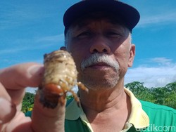 Makin Ganas, Hama Uret di Klaten Serang Tanaman Buah-Palawija