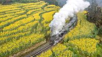 Saat Kereta Uap Melintasi Lautan Bunga di China, Indah Banget