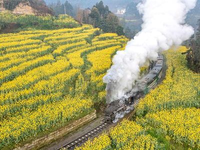 Saat Kereta Uap Melintasi Lautan Bunga di China, Indah Banget