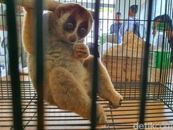 Datangi Rumah Warga, Seekor Kukang Diserahkan ke BBKSDA Riau