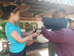 Korban Suspek Rabies di Jembrana, Vaksinasi Emergency Sasar 3 Banjar