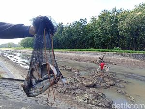 Tradisi Pladu, Warga Blitar Semringah Dapat Ikan Sampai 30 Kg Tradisi Pladu, Warga Blitar Semringah Dapat Ikan Sampai 30 Kg