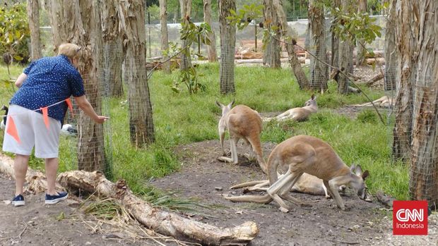 5 Hal Wajib Dilakukan Saat Liburan di Gold Coast Seorang pengunjung memberikan makanan ke kanguru di Currumbin Wildlife Sanctuary.