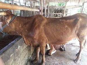Waspada 7 Ekor Sapi di Blitar Terjangkit LSD, Pasar Hewan Perketat Biosecurity Waspada 7 Ekor Sapi di Blitar Terjangkit LSD, Pasar Hewan Perketat Biosecurity