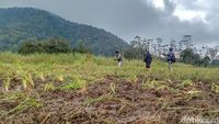 Potret Ladang Edelweis Rawa yang Rusak Digilas Trail di Ranca Upas