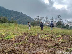 Komunitas Motor Trail Rusak Kebun Edelweis di Ranca Upas, Perhutani Bilang Apa? Komunitas Motor Trail Rusak Kebun Edelweis di Ranca Upas, Perhutani Bilang Apa?