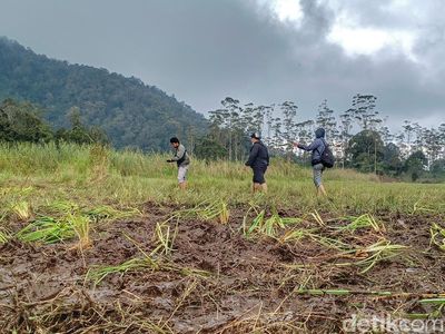 Potret Ladang Edelweis Rawa yang Rusak Digilas Trail di Ranca Upas