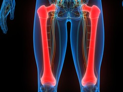 6 Fungsi Tulang Paha, Tulang Terkuat yang Menopang Tubuh Manusia