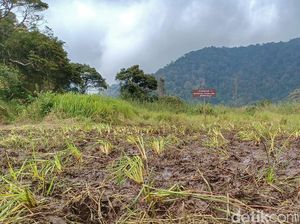 Diksi Menyesatkan yang Jadi Ancam Kelestarian Hutan di Bandung Diksi Menyesatkan yang Jadi Ancam Kelestarian Hutan di Bandung