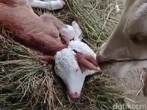 Kondisi Anak Sapi Berkepala Dua-Bermata Empat di Malang: Susah Berdiri Kondisi Anak Sapi Berkepala Dua-Bermata Empat di Malang: Susah Berdiri