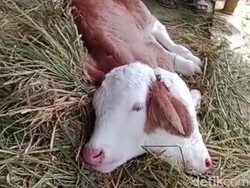 Warga Malang Dikagetkan Anak Sapi Lahir Dua Kepala-Bermata Empat