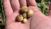 Zonk! 10 Sayur dan Buah Gagal Tumbuh Ini Bentuknya Menyedihkan