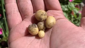 Zonk! 10 Sayur dan Buah Gagal Tumbuh Ini Bentuknya Menyedihkan