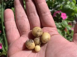 Zonk! 10 Sayur dan Buah Gagal Tumbuh Ini Bentuknya Menyedihkan