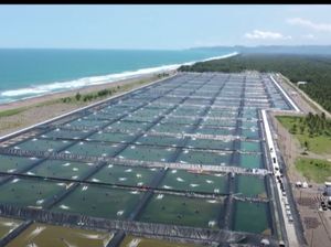 Tambak Udang Terbesar RI Bakal Sumbang Kocek Negara Rp 93,6 M