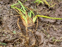 Polisi Usut Rusaknya Edelweis Rawa Ranca Upas gegara Event Trail