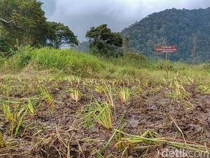 Trail Juga Marak di Lembang, Steve Ewon Ungkap Dampak pada Ekosistem Trail Juga Marak di Lembang, Steve Ewon Ungkap Dampak pada Ekosistem