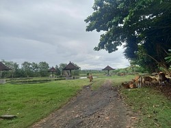 Bukan Sulap Bukan Sihir, Kolam Renang Delod Berawah Jadi Tempat Mandi Sapi