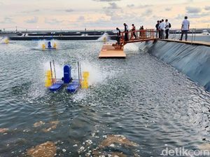 Tambak Udang Modern di Kebumen Gandeng 152 Warga Lokal, Gaji Rp 2 Jutaan/Bulan