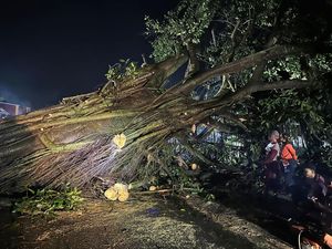 Pohon Beringin Tumbang di Boyolali, Jalur Simo-Sambi Ditutup