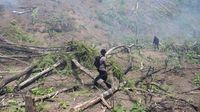 Polisi Bakar Ladang Ganja Seluas 11 Hektare di Aceh