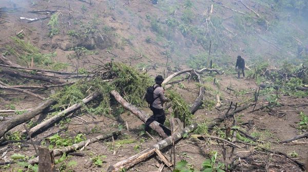 Polisi Bakar Ladang Ganja Seluas 11 Hektare di Aceh