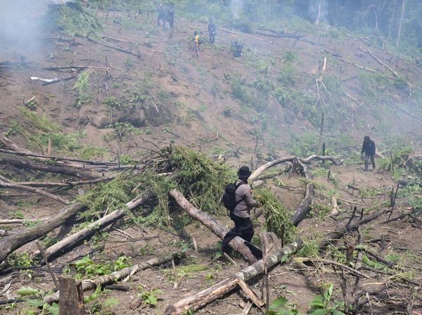 Polisi Bakar Ladang Ganja Seluas 11 Hektare di Aceh