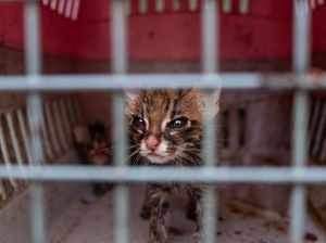 Potret Kucing Tandang, Spesies yang Terancam Punah di Dunia