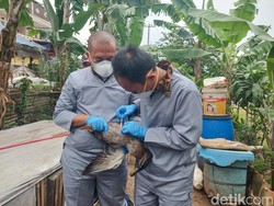Cegah Flu Burung Meluas, Unggas di Cimahi Divaksinasi