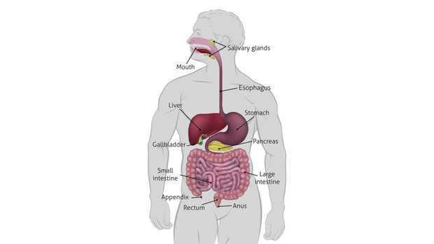 Sistem Pencernaan Manusia: Organ, Fungsi, dan Cara Kerjanya