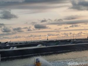 Usai di Kebumen, Jokowi Target Bangun Tambak Udang Modern di Waingapu NTT