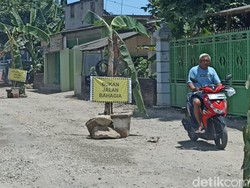 Protes Jalan Rusak, Warga Tulungagung Tanam Pohon Pisang Sepanjang 1,5 Km