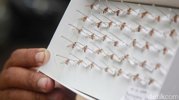 Yuk Belajar Atasi Hama Urban Farming